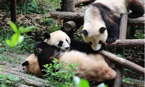 成都大熊猫基地旅游攻略一日游_成都大熊猫基地旅游攻略一日游路线